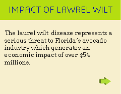 Impact of Laurel Wilt Disease
